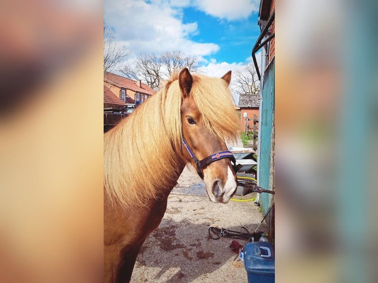 Caballos islandeses Caballo castrado 9 años 141 cm Alazán in Bispingen