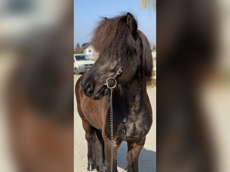 Caballos islandeses Caballo castrado 9 años 142 cm Negro in Lochen am See