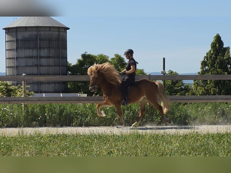 Caballos islandeses Caballo castrado 9 años 143 cm Alazán in Aichtal