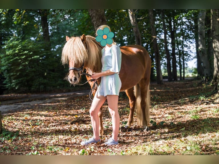 Caballos islandeses Caballo castrado 9 años 145 cm Alazán in Kaltenkirchen