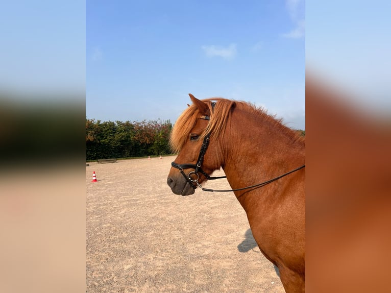 Caballos islandeses Caballo castrado 9 años 145 cm Alazán in Saarbrücken