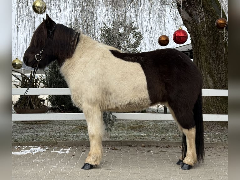 Caballos islandeses Caballo castrado 9 años 145 cm Pío in Lochen am See