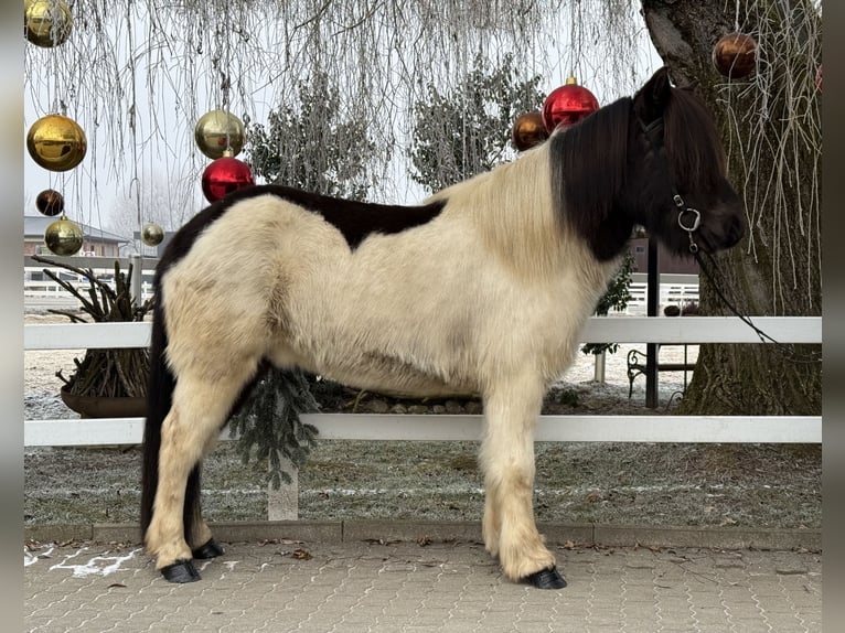 Caballos islandeses Caballo castrado 9 años 145 cm Pío in Lochen am See