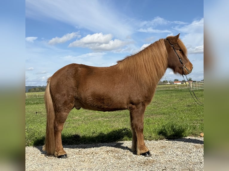 Caballos islandeses Caballo castrado 9 años 146 cm Alazán in Mining