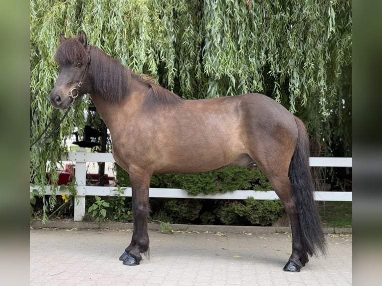 Caballos islandeses Caballo castrado 9 años 146 cm Negro in Lochen am See