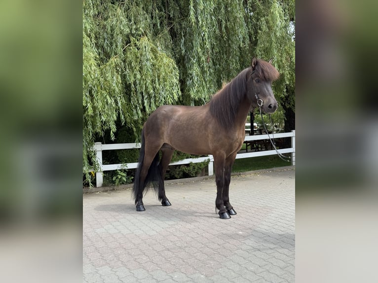 Caballos islandeses Caballo castrado 9 años 146 cm Negro in Lochen am See