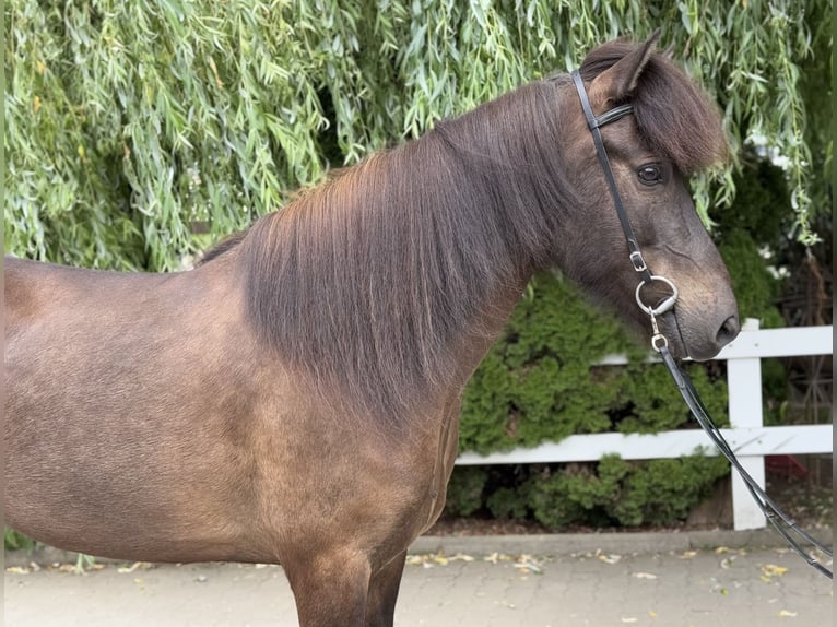 Caballos islandeses Caballo castrado 9 años 146 cm Negro in Lochen am See