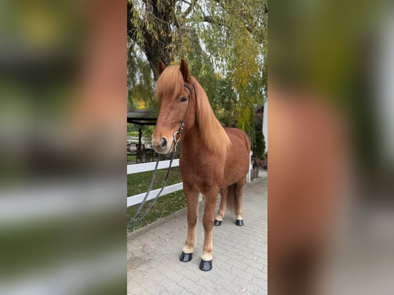 Caballos islandeses Caballo castrado 9 años 147 cm Alazán in Lochen am See