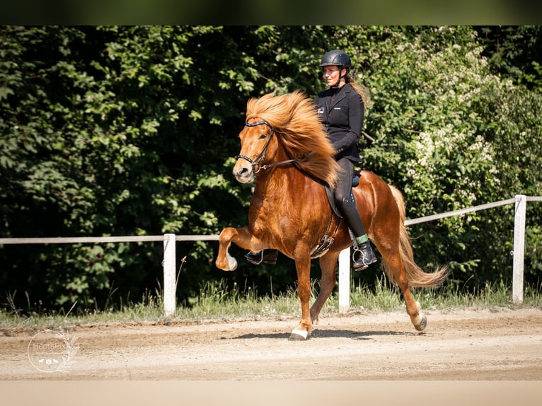 Caballos islandeses Caballo castrado 9 años 147 cm Alazán in Lochen am See