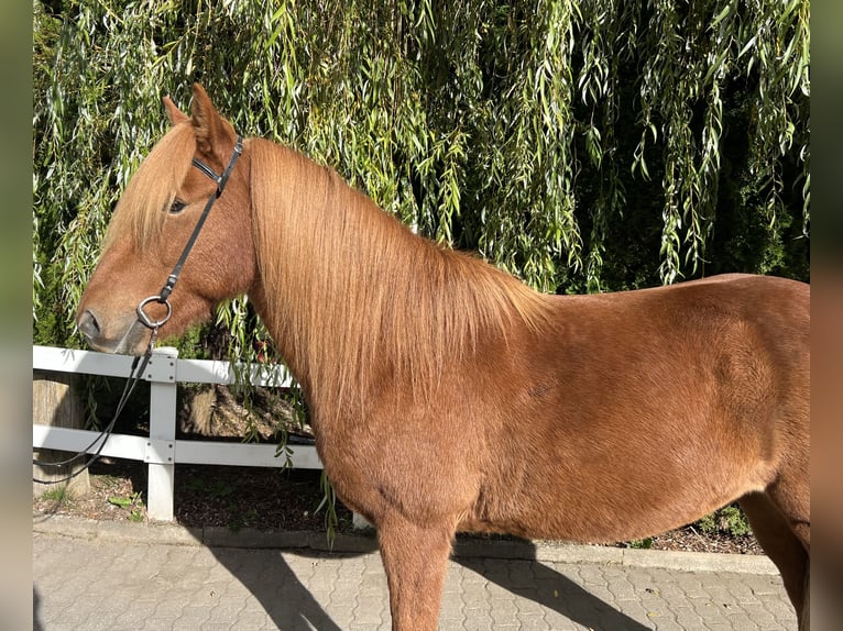 Caballos islandeses Caballo castrado 9 años 147 cm Alazán in Lochen am See