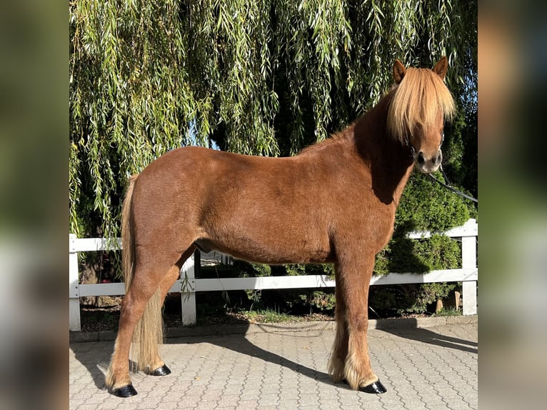 Caballos islandeses Caballo castrado 9 años 147 cm Alazán in Lochen am See