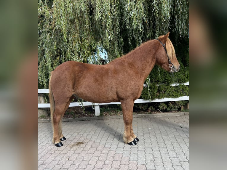 Caballos islandeses Caballo castrado 9 años 147 cm Alazán in Lochen am See