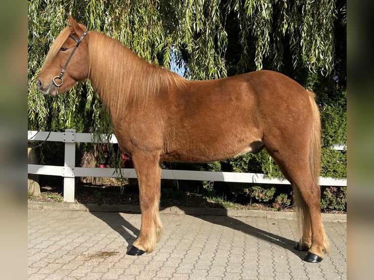 Caballos islandeses Caballo castrado 9 años 147 cm Alazán in Lochen am See