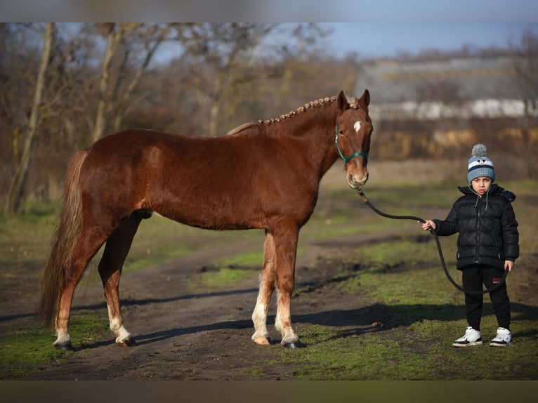 Caballos islandeses Mestizo Caballo castrado 9 años 147 cm Alazán in Gyula