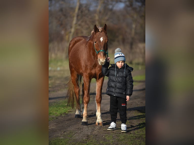 Caballos islandeses Mestizo Caballo castrado 9 años 147 cm Alazán in Gyula