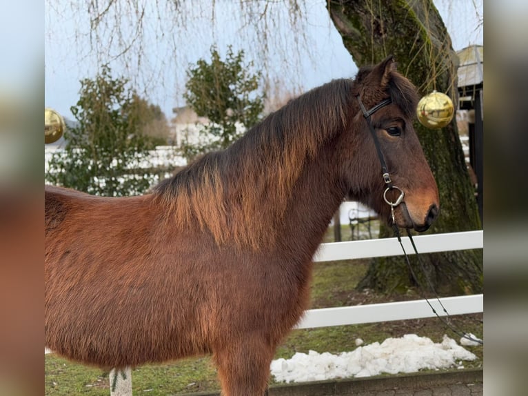 Caballos islandeses Caballo castrado 9 años 147 cm Castaño in Lochen am See