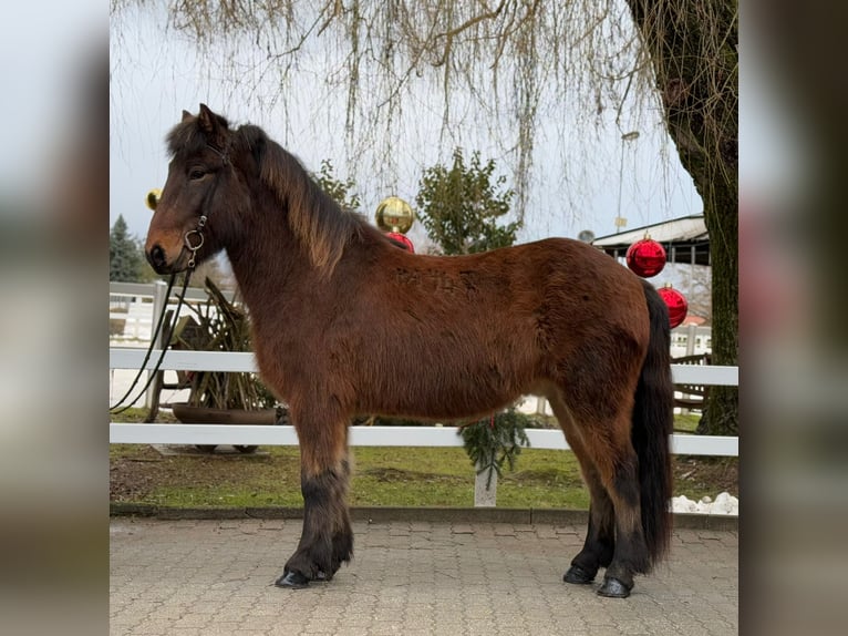 Caballos islandeses Caballo castrado 9 años 147 cm Castaño in Lochen am See