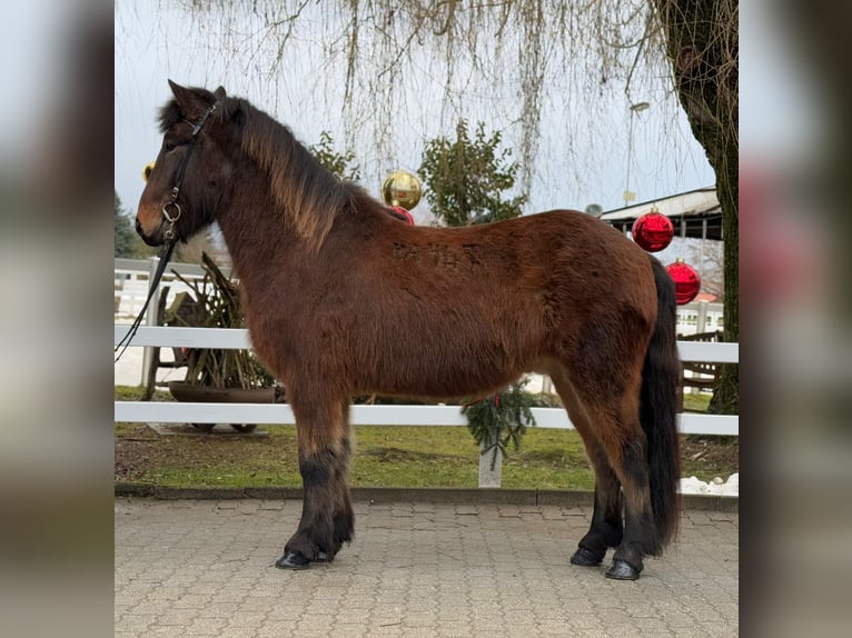 Caballos islandeses Caballo castrado 9 años 147 cm Castaño in Lochen am See