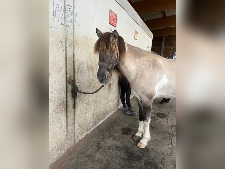 Caballos islandeses Caballo castrado 9 años 147 cm Pío in Fürstenfeldbruck