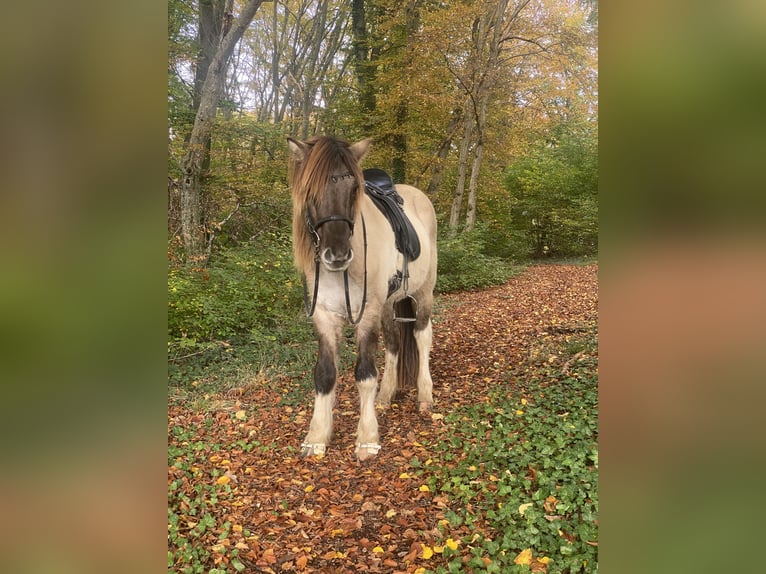 Caballos islandeses Caballo castrado 9 años 147 cm Pío in Fürstenfeldbruck