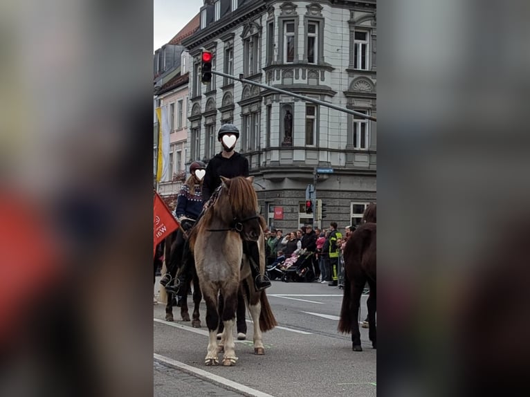 Caballos islandeses Caballo castrado 9 años 147 cm Pío in Fürstenfeldbruck