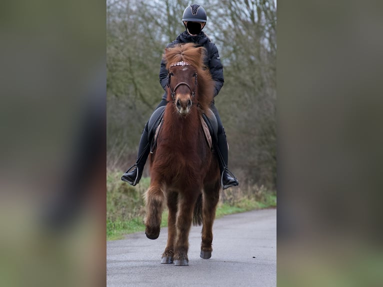 Caballos islandeses Caballo castrado 9 años 148 cm Alazán in Wesel