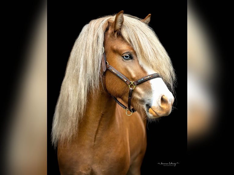 Caballos islandeses Caballo castrado 9 años 149 cm Alazán rojizo in Langeln