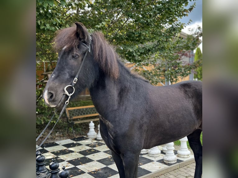 Caballos islandeses Caballo castrado 9 años 149 cm Negro in Lochen am See