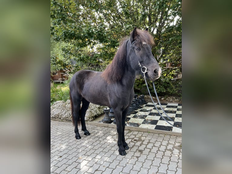 Caballos islandeses Caballo castrado 9 años 149 cm Negro in Lochen am See