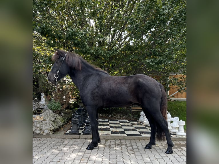 Caballos islandeses Caballo castrado 9 años 149 cm Negro in Lochen am See