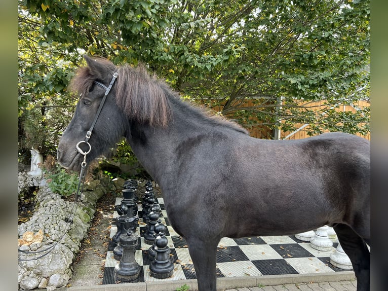 Caballos islandeses Caballo castrado 9 años 149 cm Negro in Lochen am See