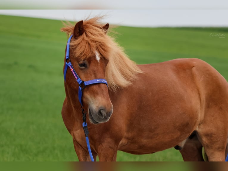 Caballos islandeses Caballo castrado 9 años Alazán in Straßwalchen