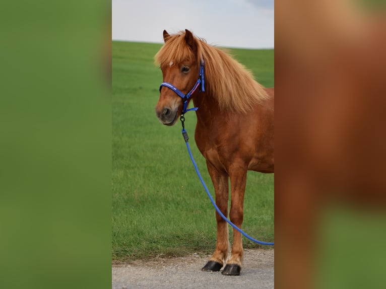 Caballos islandeses Caballo castrado 9 años Alazán in Straßwalchen