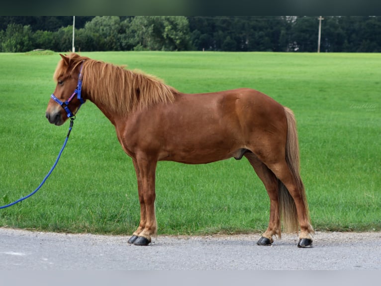 Caballos islandeses Caballo castrado 9 años Alazán in Straßwalchen