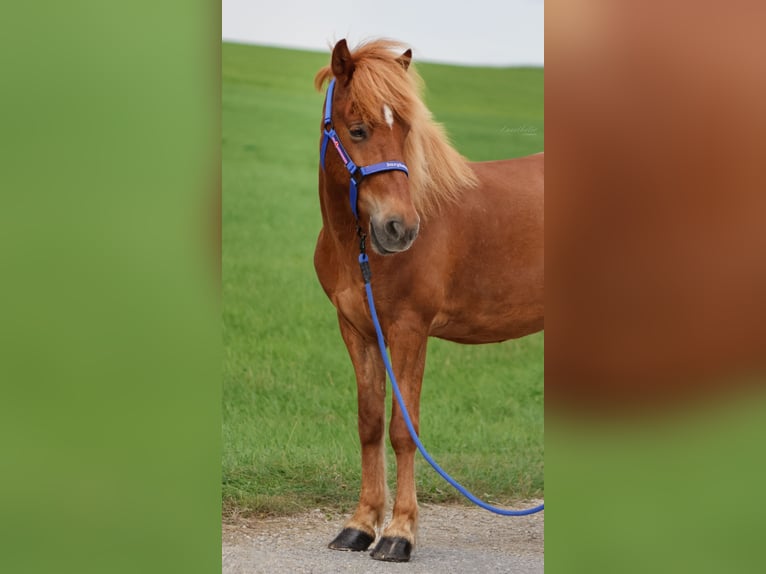 Caballos islandeses Caballo castrado 9 años Alazán in Straßwalchen