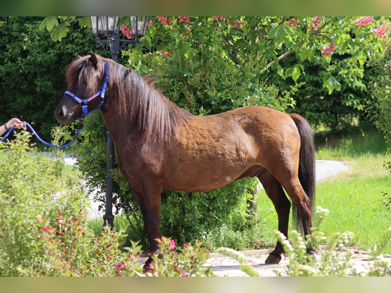 Caballos islandeses Caballo castrado 9 años Negro in Straßwalchen