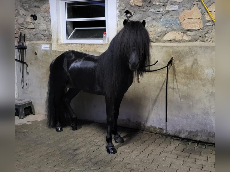 Caballos islandeses Semental 10 años 137 cm Negro in Toblaten