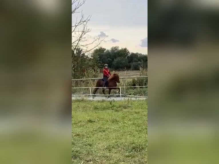 Caballos islandeses Semental 10 años 140 cm Alazán-tostado in Haßloch