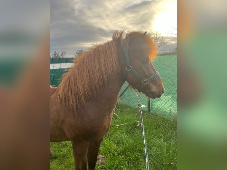 Caballos islandeses Semental 10 años 140 cm Alazán-tostado in Haßloch