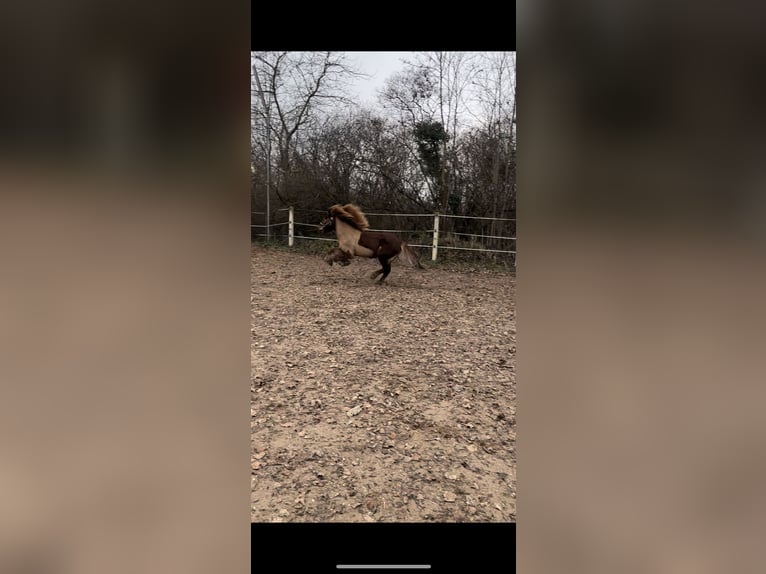 Caballos islandeses Semental 10 años 140 cm Alazán-tostado in Haßloch