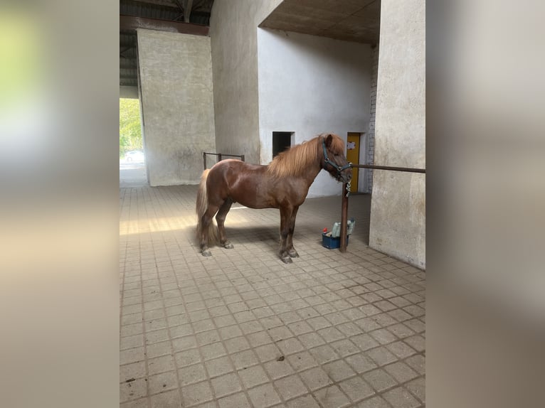 Caballos islandeses Semental 10 años 140 cm Alazán-tostado in Haßloch