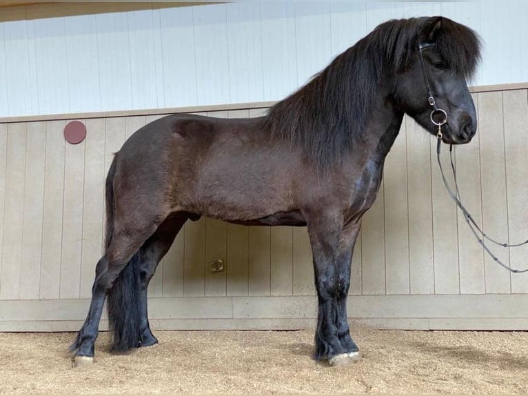 Caballos islandeses Semental 10 años 146 cm Negro in Taufkirchen an der Trattnach