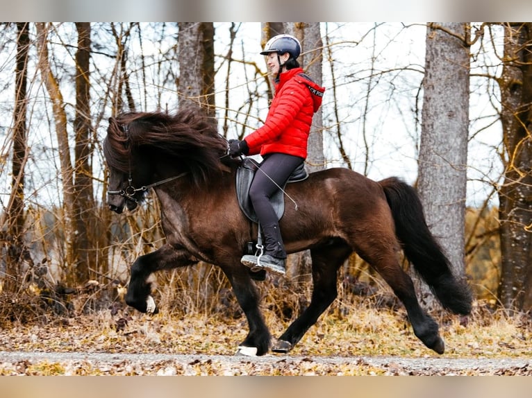 Caballos islandeses Semental 10 años 148 cm Negro in Taufkirchen an der Trattnach