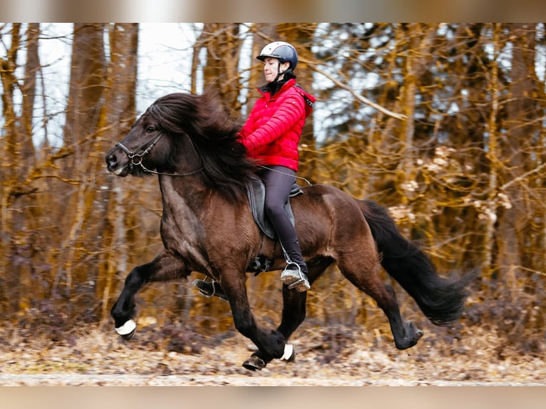 Caballos islandeses Semental 10 años 148 cm Negro in Taufkirchen an der Trattnach