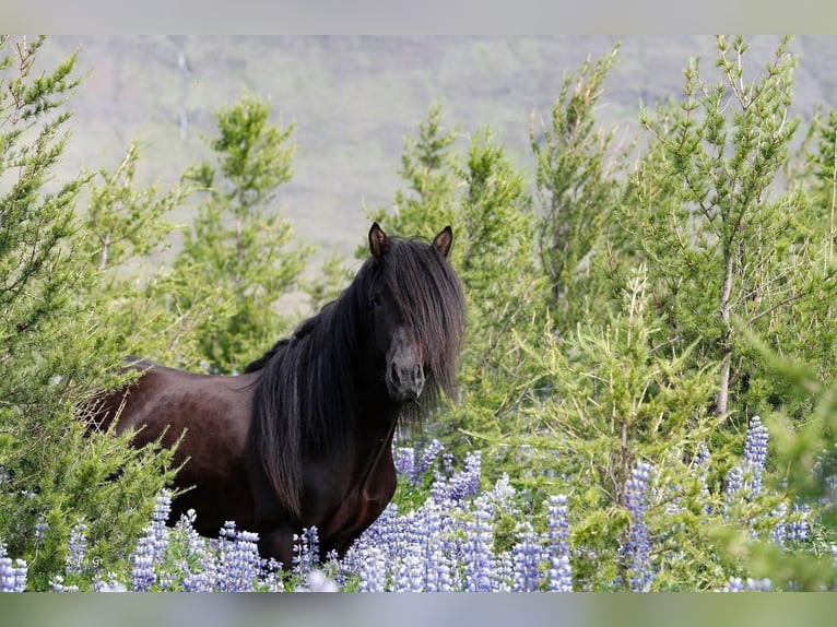 Caballos islandeses Semental 10 años 150 cm Negro in Lochen am See