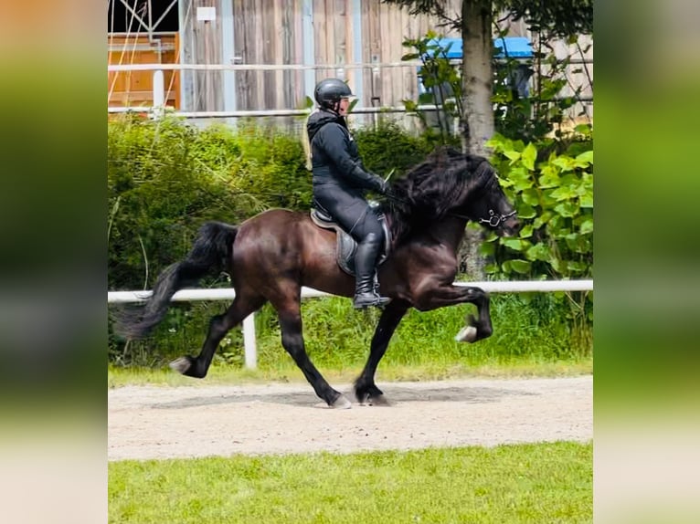 Caballos islandeses Semental 10 años 150 cm Negro in Lochen am See