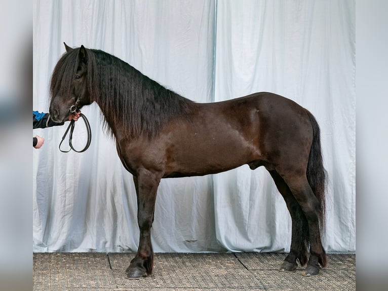 Caballos islandeses Semental 10 años 150 cm Negro in Lochen am See