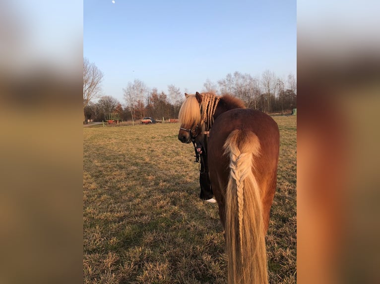 Caballos islandeses Semental 11 años 137 cm Alazán in Lehre