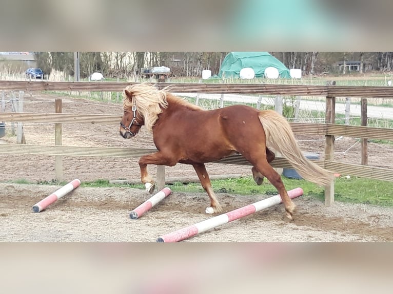 Caballos islandeses Semental 11 años 137 cm Alazán in Lehre