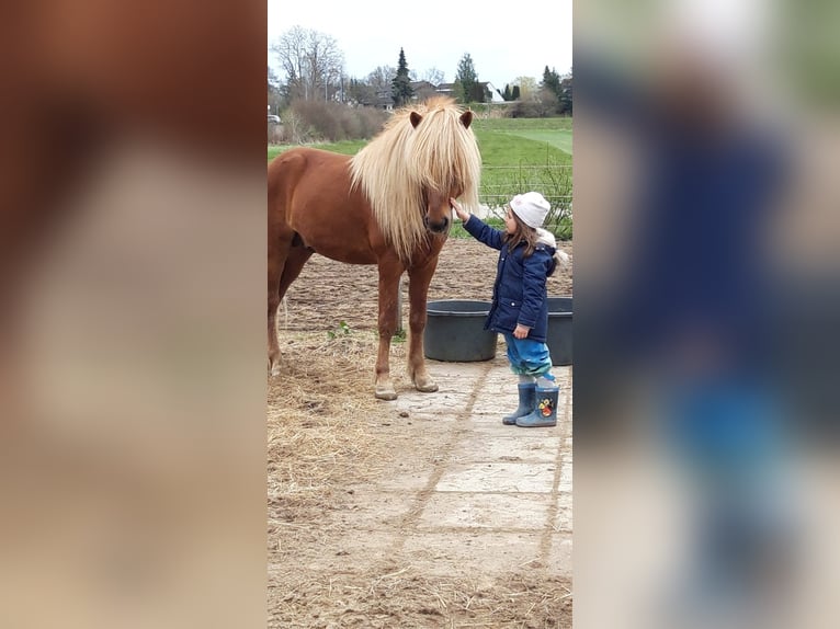 Caballos islandeses Semental 11 años 137 cm Alazán in Lehre